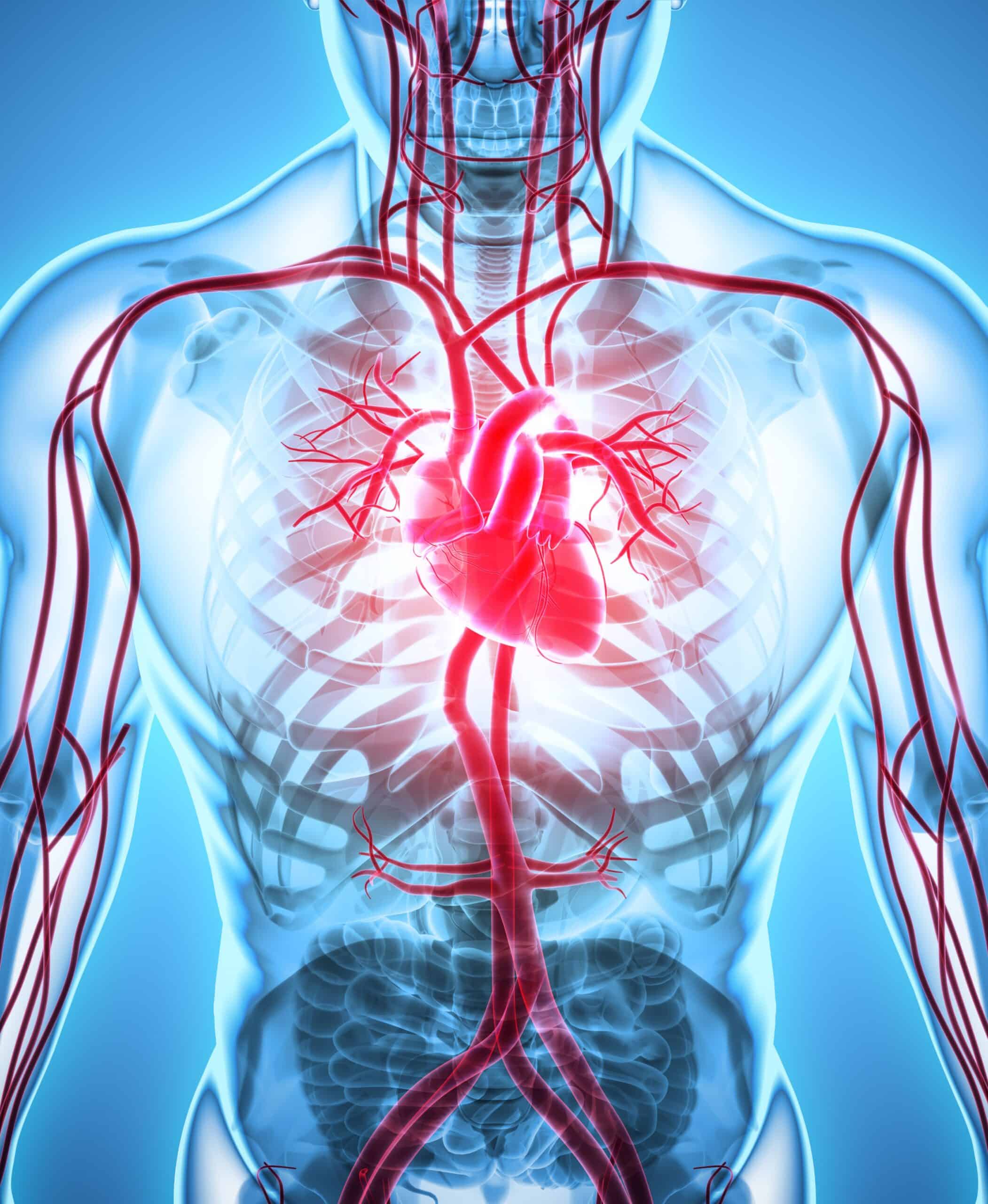 What Happens to our Cardiovascular System as We Age?