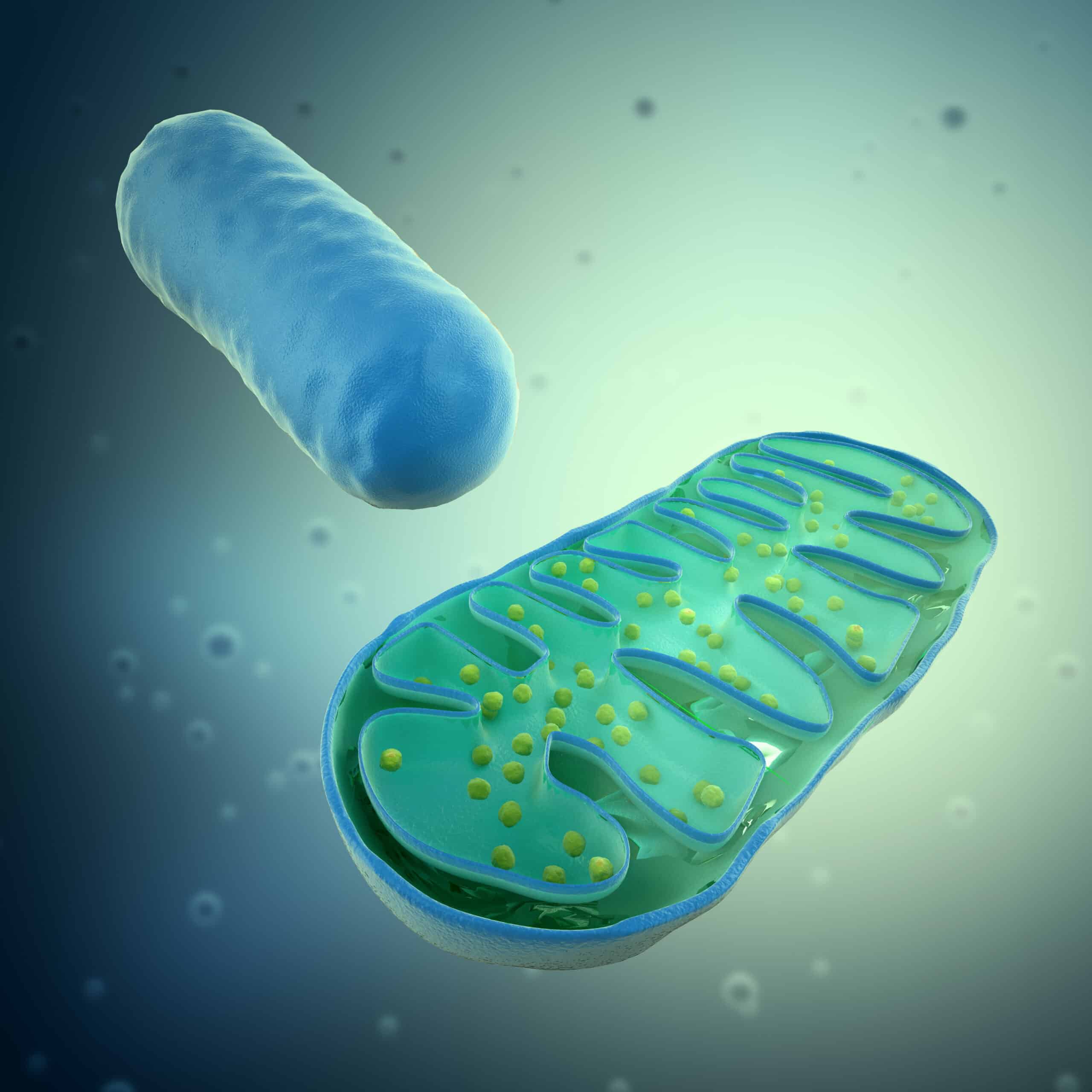 Obesity “Dismantles” Mitochondria